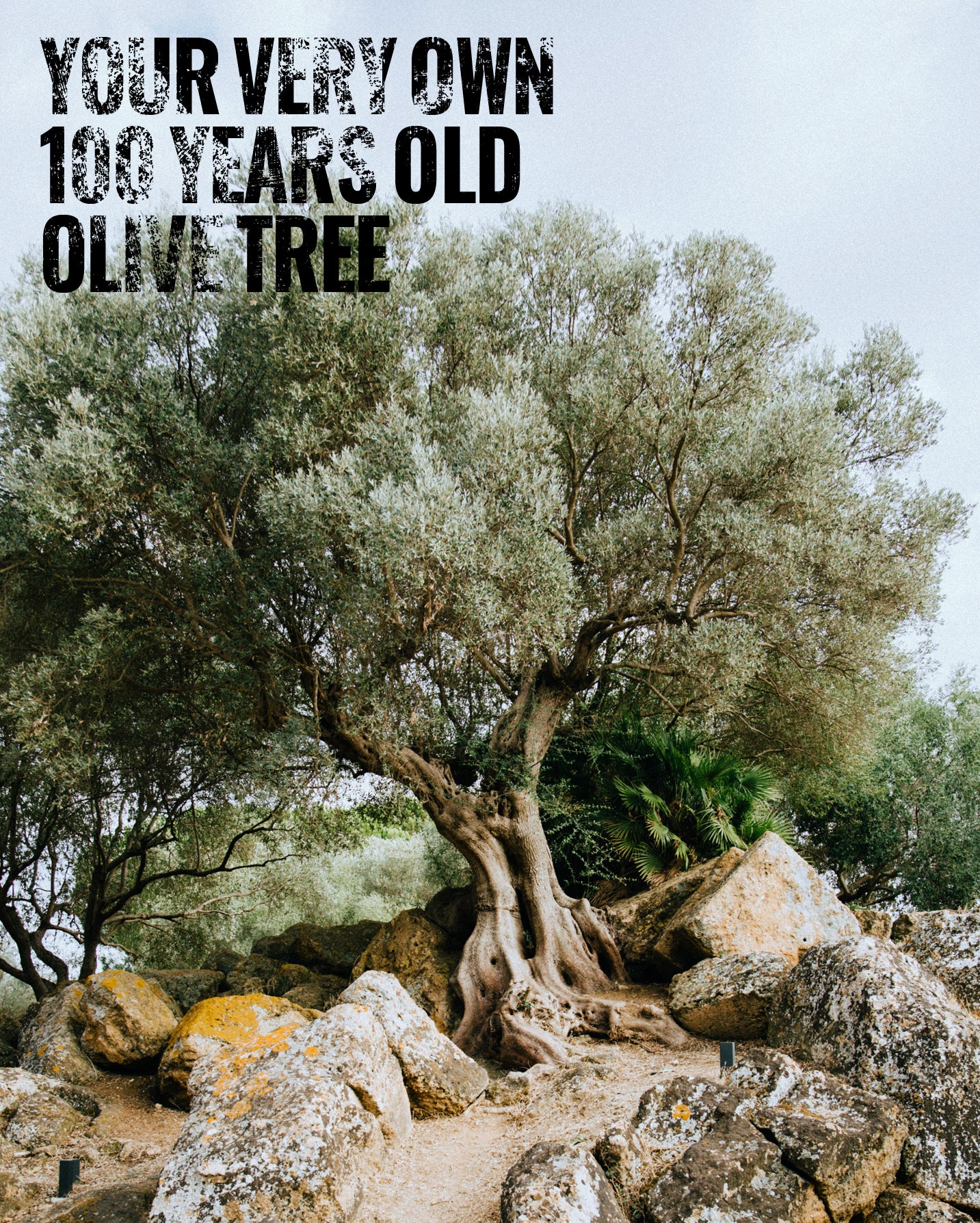 Your own olive Tree
