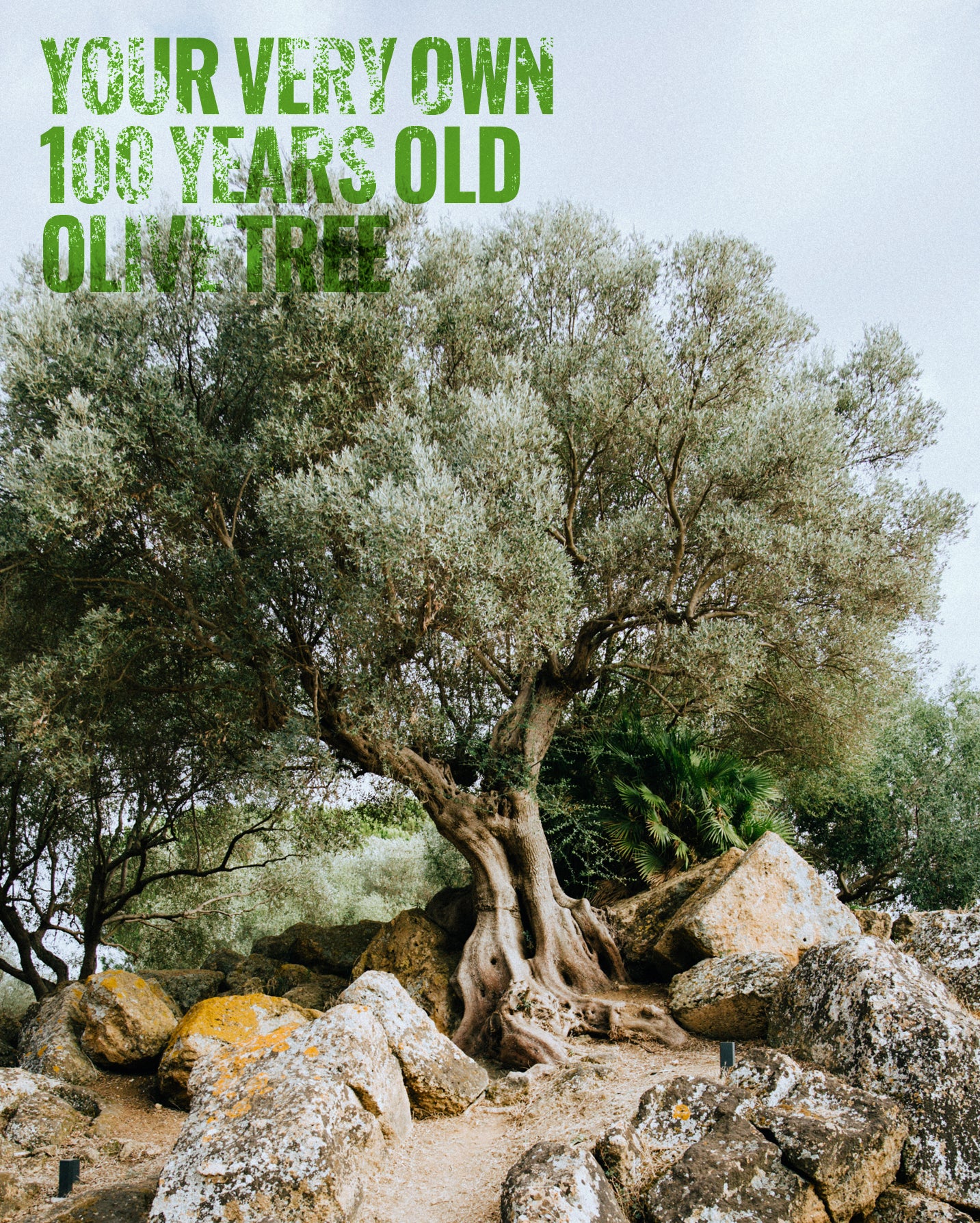 Your own olive Tree - Image 2