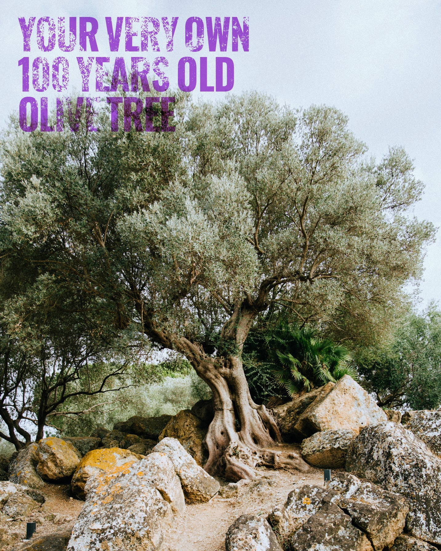 Your own olive Tree - Image 3